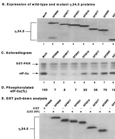 FIG. 2. (A) Schematic diagram of recombinant baculoviruses expressing wild-type and mutant forms of the �indicate the coding regions retained in the wild-type(ATP)nations are indicated to the left of the134.5 protein