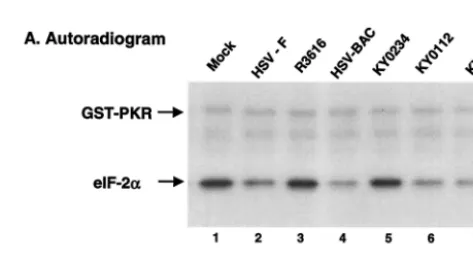 TABLE 1. Replication of the wild-type HSV-1(F) and �134.5mutantsa