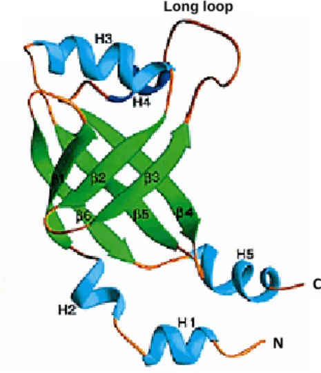 Figure  1.3  Ribbon  representation  of  the  CBFβ  structure.  It  shows  β-strands  (green),  α  helices  (cyan)  and  a  long  loop