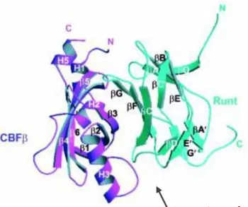 Figure  1.4  A  ribbon  diagram  of  the  Runt  domain/CBFβ  heterodimer. It shows the large binding interface between the  Runt  domain  and  CBFβ