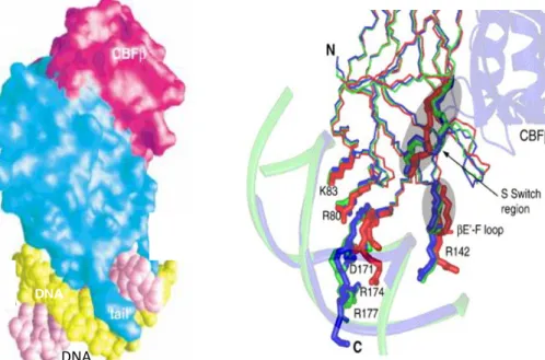 Figure  1.5  Surface  representation  of  the  ternary  complex  CBFβ/Runt/DNA.  (A)  The  Runt  domain  makes  contact  with  CBFβ and contacts DNA through its C-terminal loop