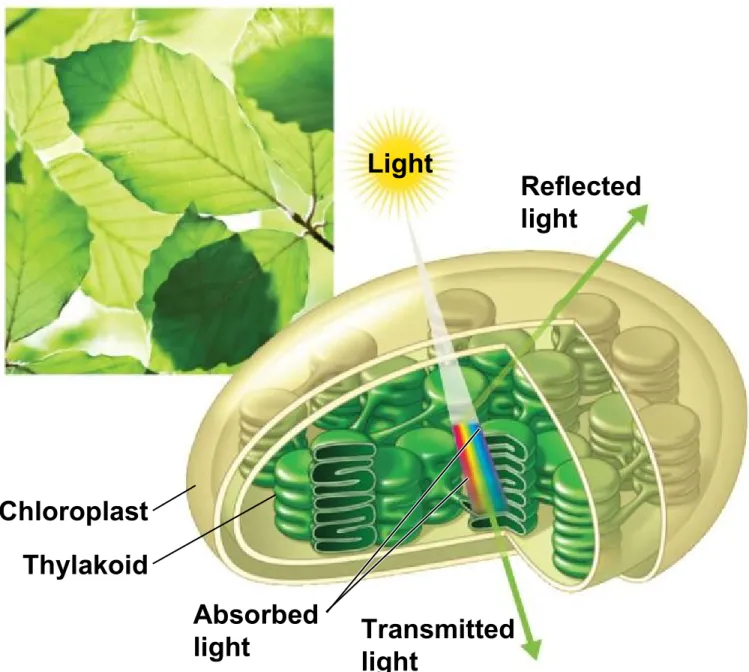 Figure 7.6b-0 Light Reflected light Transmitted lightAbsorbedlightThylakoidChloroplast