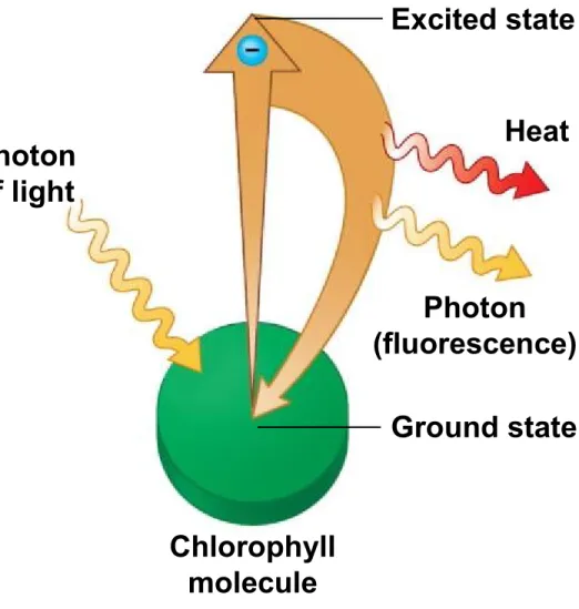 Figure 7.7a-0 Excited state Heat Photon of light Chlorophyll molecule Ground statePhoton(fluorescence)