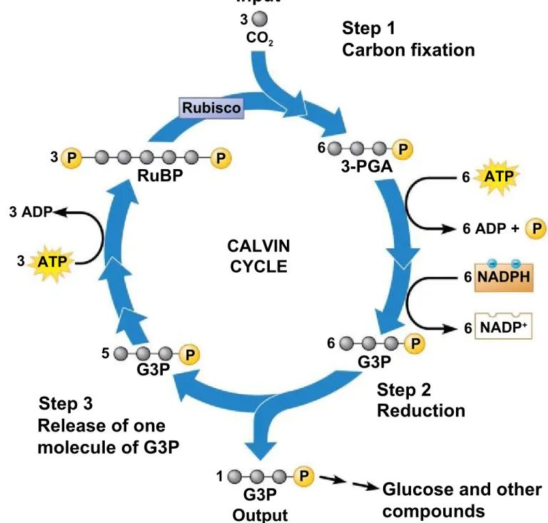 Figure 7.10-2 Step 4 Regeneration  of RuBP 3   PPRuBP3 ATP3 ADPRubisco5G3P1Step 3Release of onemolecule of G3P