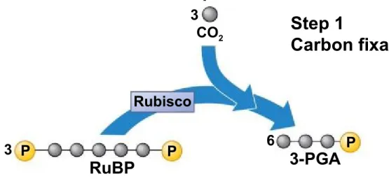 Figure 7.10-3-1 3  P RuBP RubiscoP 6 3-PGA P3CO2InputStep 1 Carbon fixation CALVIN CYCLE