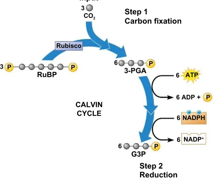Figure 7.10-3-2 3  P RuBP RubiscoP 6 3-PGA P3CO2InputStep 1 Carbon fixation CALVIN CYCLE Step 2 ReductionG3P6P 6 ATP 6 ADP +   P66NADPHNADP+