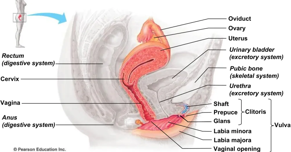 Figure 27.3c Oviduct Ovary Uterus Urinary bladder (excretory system) Pubic bone (skeletal system) Urethra (excretory system) Shaft Prepuce Glans Labia minora Labia majora Vaginal opening Clitoris VulvaRectum(digestive system)CervixVaginaAnus(digestive syst