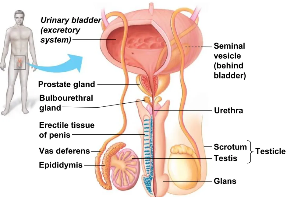 Figure 27.4a Glans Testis Scrotum TesticleUrethraSeminalvesicle(behindbladder)Urinary bladder(excretorysystem)Prostate glandBulbourethralglandErectile tissueof penisVas deferensEpididymis