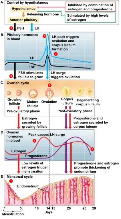 Figure 27.6-0 Control by hypothalamus 1 23 4 5 6 7 8HypothalamusAnterior pituitaryReleasing hormone Inhibited by combination ofestrogen and progesteroneStimulated by high levels of estrogen