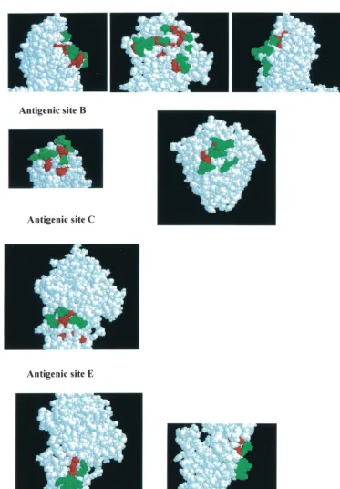 FIG. 5. Fine structure of antigenic sites. Observed amino acid positions in natural isolates (green) and negatively changed positions (red) inTable 2 are shown on a three-dimensional structure of the HA monomer.