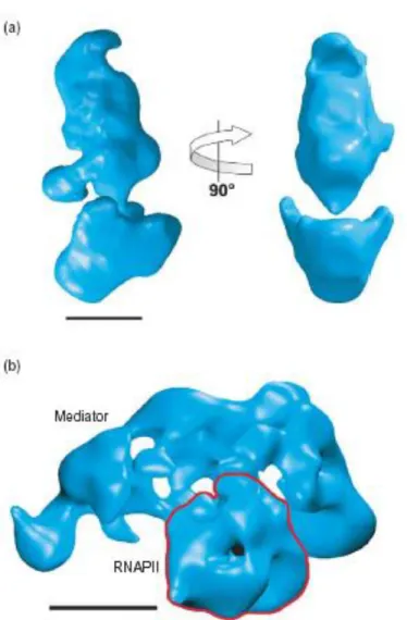 Figure 1. Structure of the yeast Mediator and holoenzyme  complexes.  
