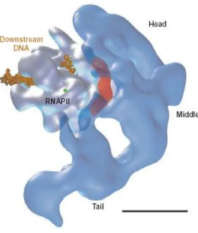 Figure 3. Interaction of Mediator and RNA polymerase II  (RNAPII) in the holoenzyme complex