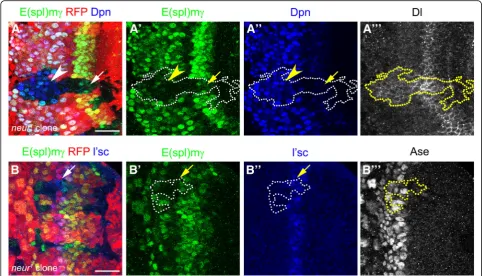 Fig. 5 Notch signalling activation requires Neuralized function at the transition zone