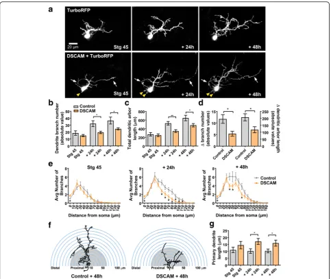 Fig. 5 DSCAM overexpression decreases the branching and complexity of tectal neuron dendritic arbors.TurboRFP or co-expressing TurboRFP and DSCAM-GFP plasmids at stage 45, and 24 and 48 h after initial imaging (Note that while dendrites failed to branch, t