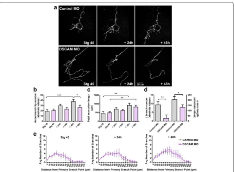 Fig. 8 DSCAM downregulation decreases RGC axon arbor growth cell autonomously.SEM. *DSCAM MO together with Alexa 488 dextran and imaged at stage 45, and 24 and 48 h after initial imaging.Sholl analysis revealed no significant differences in the branching p