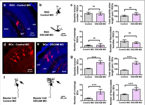 Fig. 9 DSCAM downregulation differentially influences RGC and bipolar cell dendrite growth
