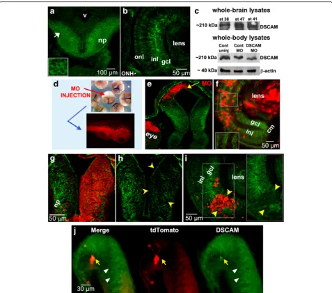Fig. 1 DSCAM expression in the developingciliary margin. Scale bars: 100increased levels of DSCAM immunoreactivity in tdTomato-labeled neuron (expression.of stage 45 tadpole (lissamine tag (arrow and insert inlayer (gcl) and optic nerve head (ONH).of lissa