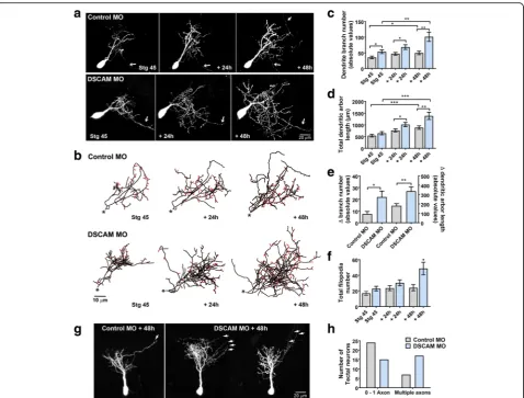Fig. 2 Single-cell DSCAM knockdown increases the branching and growth of tectal neurons in vivo.arrows) than controls