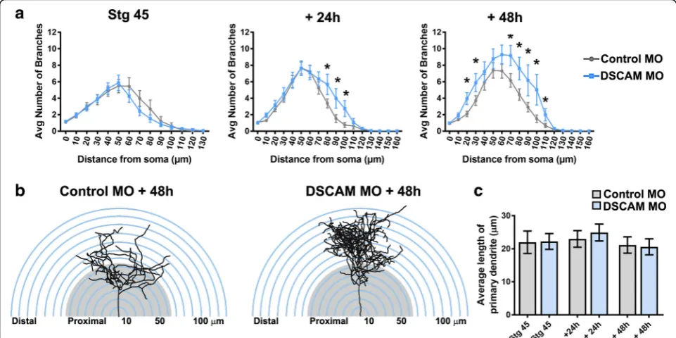 Fig. 3 Exuberant dendrite arbor growth after DSCAM knockout.neurons showing proximal vs distal branch distribution within a spherical Sholl-ring.DSCAM downregulation was similar to that of controls at each imaging time point