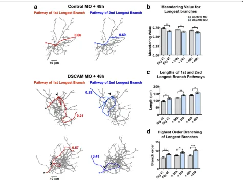 Fig. 4 Dendrites of tectal neurons with DSCAM downregulation take tortuous meandering paths