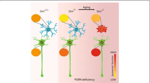 Fig. 8 Schematic summary of differential effects of PGRN deficiency on brain cell types