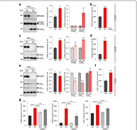 Fig. 3 PGRN loss alters maturation and elevates activity of cathepsins in MEF. a CatD expression and maturation in MEFpool Grn+/+ (wt) and Grn−/− (ko)shown in representative immunoblots