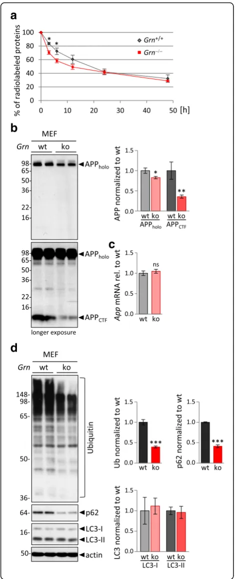 Fig. 4 Elevated lysosomal activity results in enhanced fast proteindegradation in Grn−/−MEF