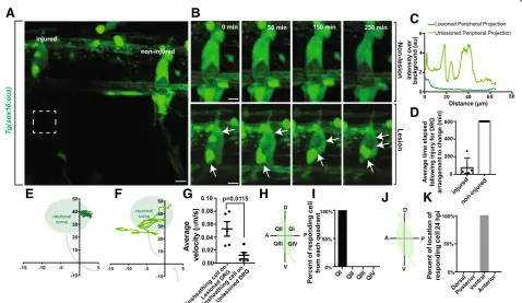 Fig. 8 Ensheathing cells respond to peripheral neuronal injury. (responding cells that stabilize in each portion of the neuron (n = 5 DRG)