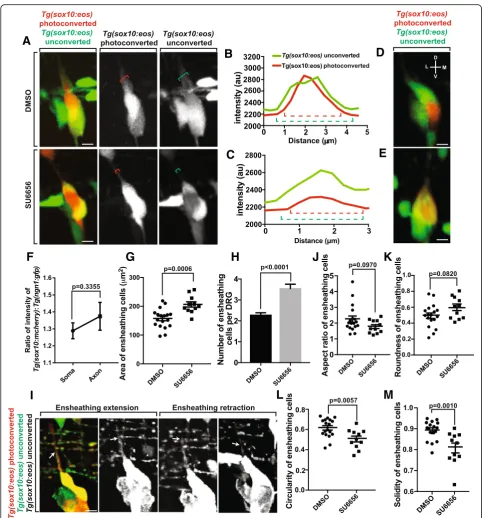 Fig. 3 Neuronal cell soma ensheathment is distinct from axonal ensheathment. (a). Confocal z-projection images of a Tg(sox10:eos) zebrafish with aphotoconverted neuron at 72 hpf