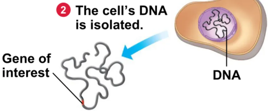 Figure 12.1B_s1 E. coli bacterium Bacterial chromosome A plasmid is isolated. Gene of interestPlasmid