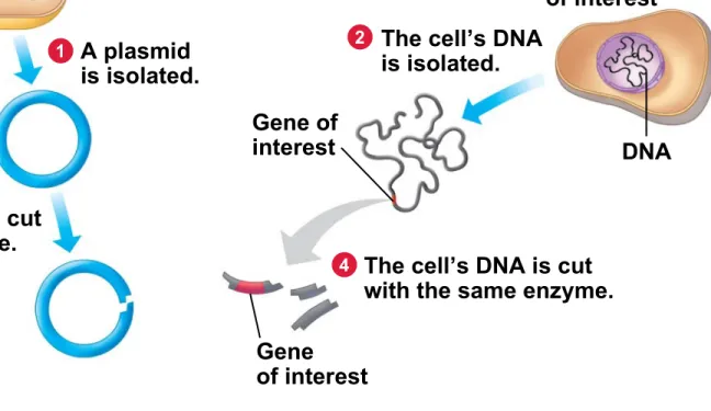 Figure 12.1B_s2 E. coli bacterium Bacterial chromosome A plasmid is isolated. Gene of interestPlasmid