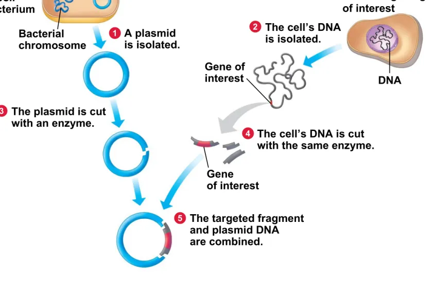 Figure 12.1B_s3 E. coli bacterium Bacterial chromosome A plasmid is isolated. Gene of interestPlasmid