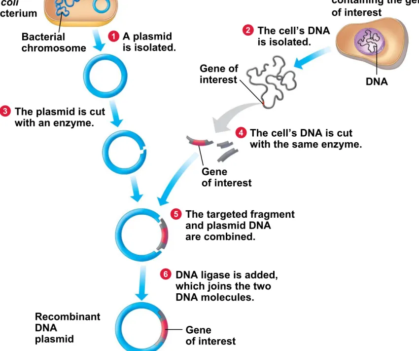 Figure 12.1B_s4 E. coli bacterium Bacterial chromosome A plasmid is isolated. Gene of interestPlasmid