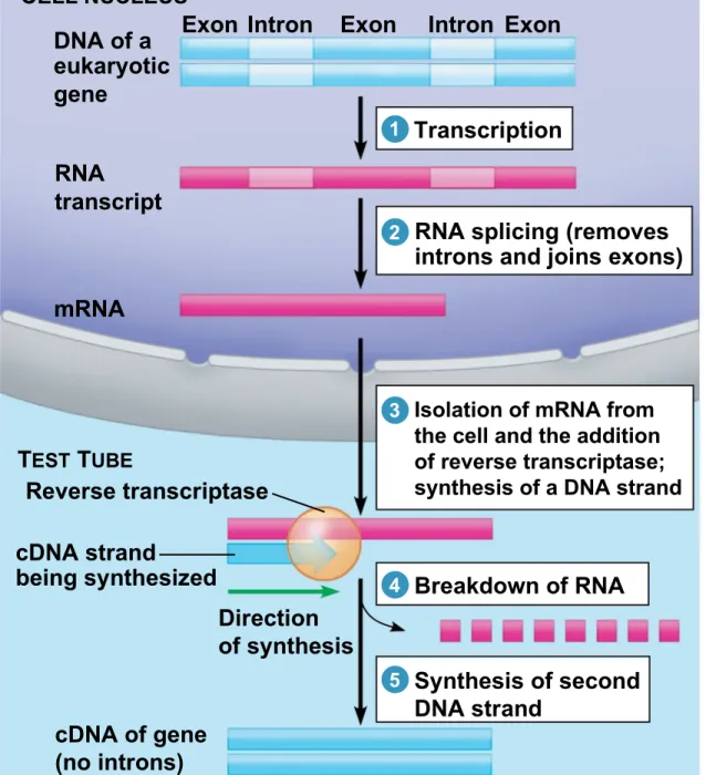 Figure 12.4 CELL NUCLEUS DNA of a eukaryotic gene RNA transcript mRNA T EST  T UBE Reverse transcriptase cDNA strand being synthesized Direction of synthesis Breakdown of RNA Synthesis of second DNA strand