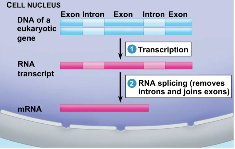 Figure 12.4_1 C ELL NUCLEUS DNA of a eukaryotic gene RNA transcript mRNA Exon Intron Transcription