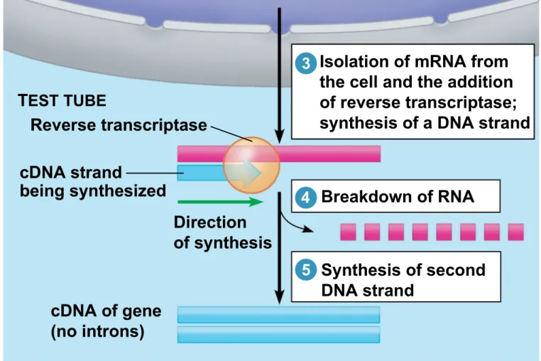 Figure 12.4_2 T EST TUBE Reverse transcriptase cDNA strand being synthesized Direction of synthesis Breakdown of RNA Synthesis of second DNA strand