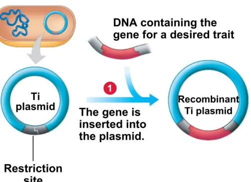 Figure 12.8A_s1 Restriction site The gene is inserted intothe plasmid. RecombinantTi plasmid