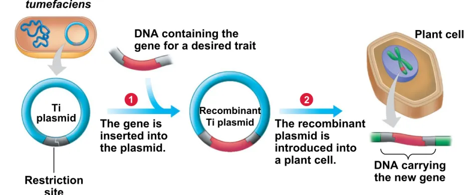 Figure 12.8A_s2 Restriction site The gene is inserted intothe plasmid. The recombinantplasmid isintroduced into