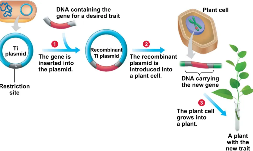 Figure 12.8A_s3 Restriction site The gene is inserted intothe plasmid. The recombinantplasmid isintroduced intoa plant cell.