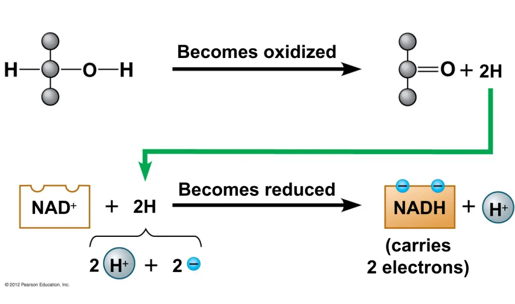 Figure 6.5B Becomes oxidized Becomes reduced 2H 2H NAD  NADH H  H 22 2 electrons)(carries