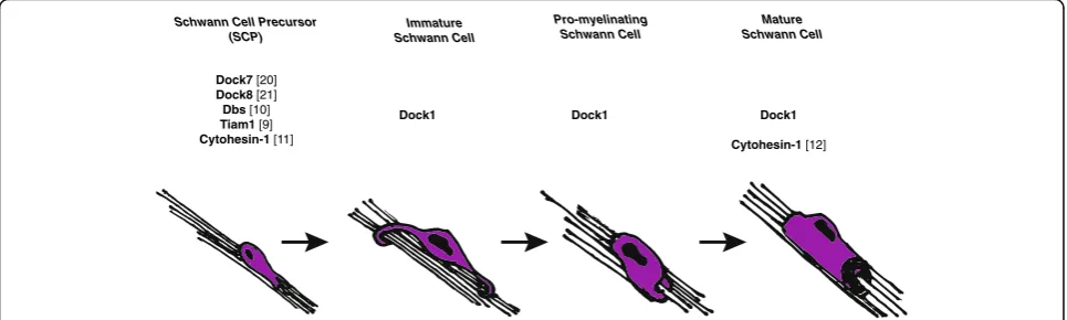 Fig. 6 Roles of GEFs in Schwann cell development. Several canonical and atypical GEFs have been characterized in Schwann cell development,primarily during Schwann cell migration