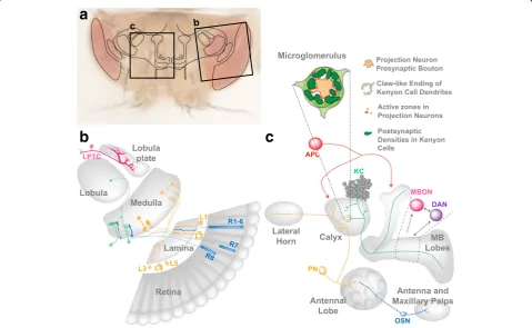 Fig. 1 Activity dependent modulation of neuronal connectivity during development in thethe establishment of neuronal circuits in the adult Drosophila visual and MB circuits