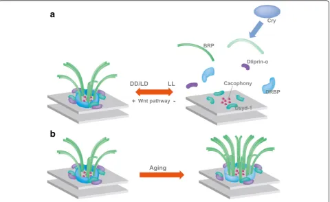 Fig. 3 Environment-dependent modulation of synaptic components in thecomponents upon prolonged exposure to light