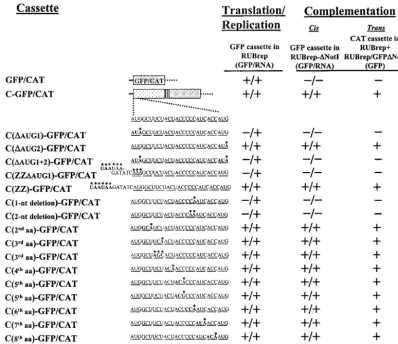 FIG. 3. Effect on complementation of mutations at the 5�end of the C gene were made. (The 5mutated sequence is given with the mutation in boldface and designated with an asterisk