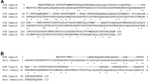 FIG. 4. Alignment of the sequences of RUB C protein with those of the SIN C protein and Notsequences are included in the alignment; amino acids are numbered from the N-terminal Met residue