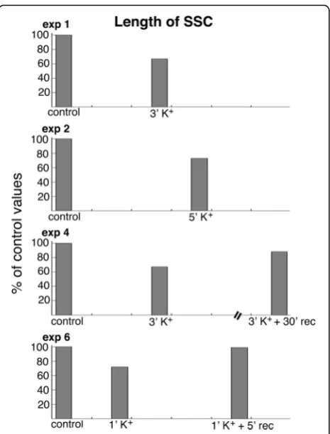 Fig. 7 The average length of SSC decreased to 67–73% of controlvalues upon 1–5 min of depolarization with high K+, and returned to88–99% of control values upon recovery (data listed in Additional file 4)