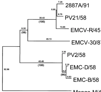 TABLE 3. Comparison of the length of the poly(C) tract and the nucleotide sequences of the adjoining regions in EMCV 30/87 withthose in other EMCV strains and Mengo virus M/48