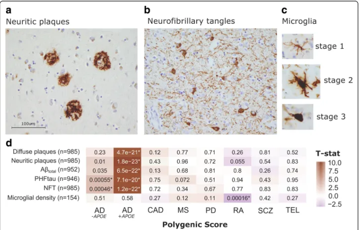 Fig. 2 Analysis of GRS vs. aggregate AD-related pathologies and microglial density. Immunohistochemistry images showing (a) neuritic amyloid plaques (stained with 4G8), (b) neurofibrillary (tau) tangles (stained with AT8), and (c) microglia at three stages