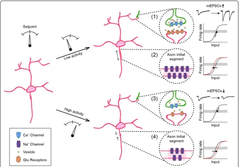 Fig. 1 Diverse homeostatic plasticity mechanisms stabilize the activity of developing neurons