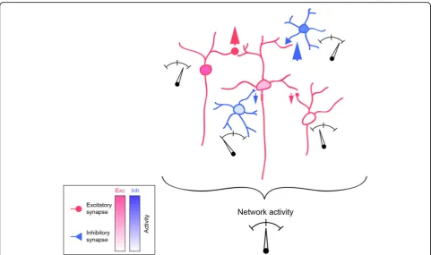 Fig. 2 Network-level homeostatic plasticity stabilizes activity of developing circuits